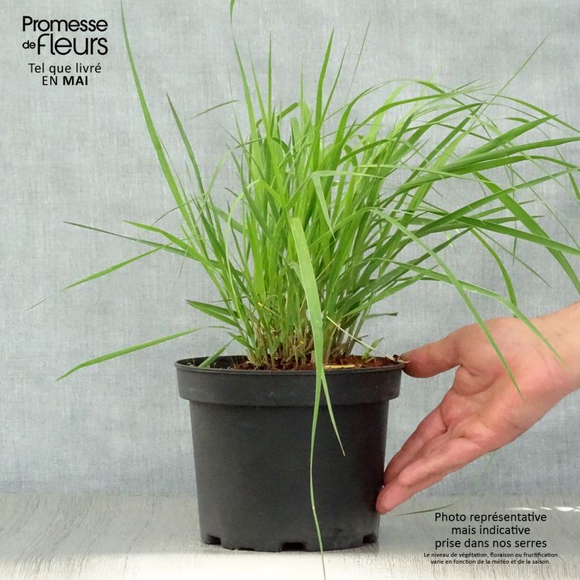 Spécimen de Molinia arundinacea Karl Foerster - Molinie Pot de 2L/3L tel que livré au printemps