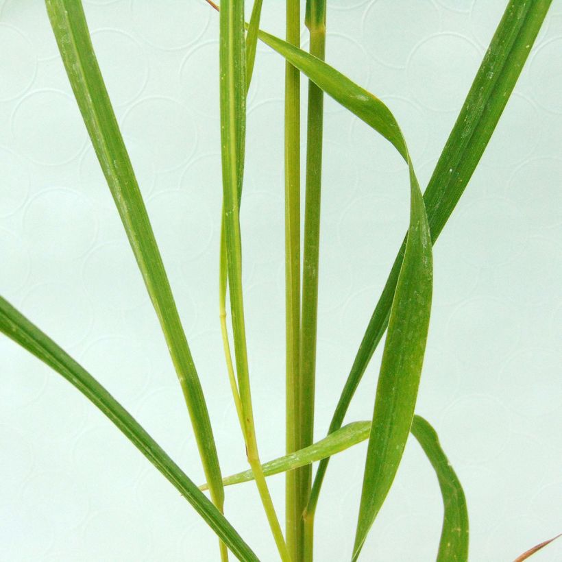 Molinia arundinacea Windsaule - Molinie (Feuillage)