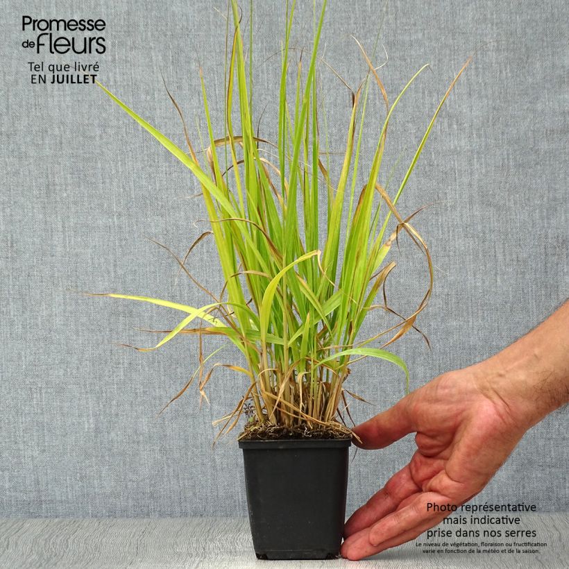 Spécimen de Molinia arundinacea Windsaule - Molinie Godet de 8/9 cm tel que livré en été