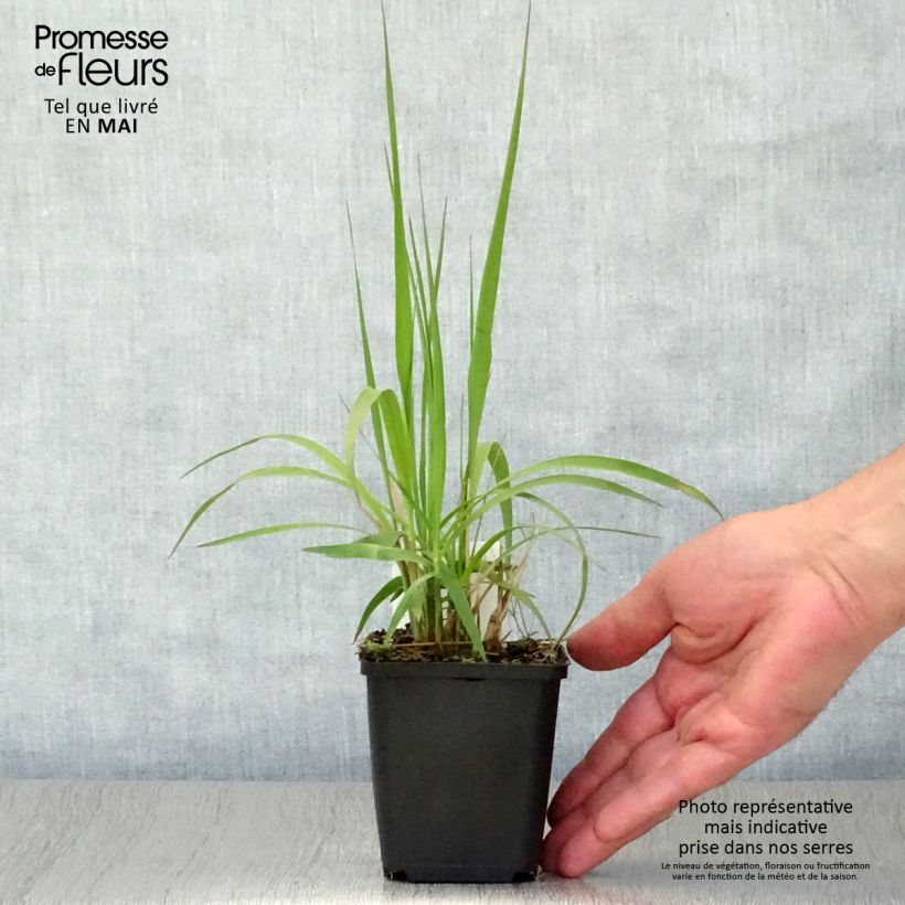 Spécimen de Molinia arundinacea Windsaule - Molinie Godet de 9cm tel que livré au printemps