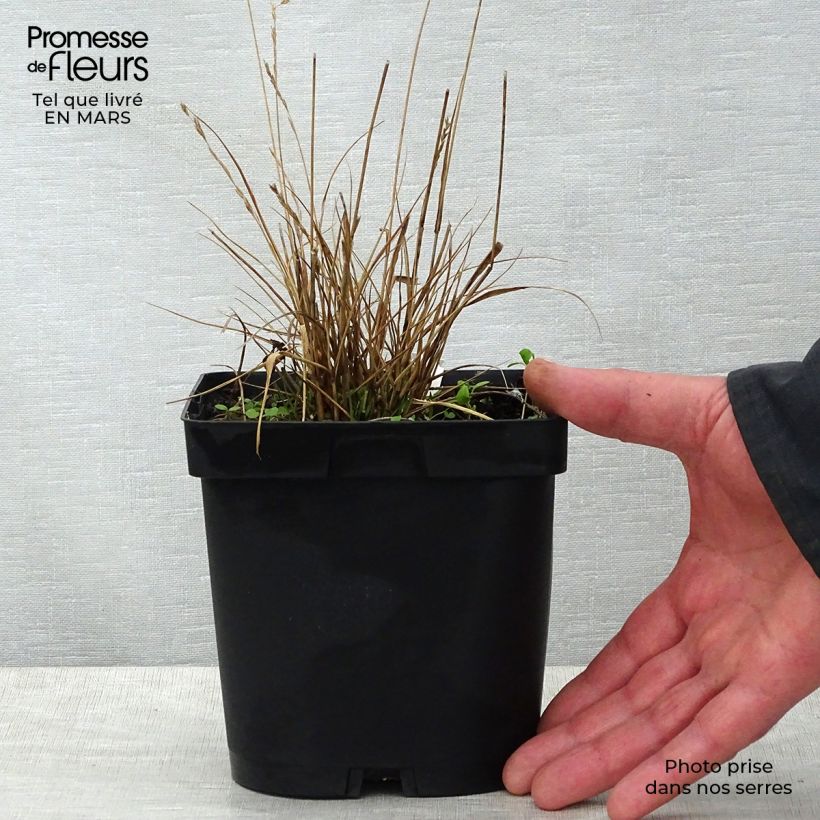 Spécimen de Molinia caerulea Edith Dudszus - Molinie bleue en pot de 2/3 litres tel que livré au printemps