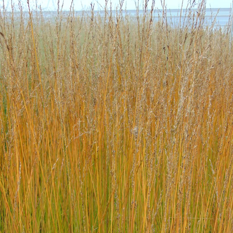 Molinia caerulea Edith Dudszus - Molinie bleue (Floraison)