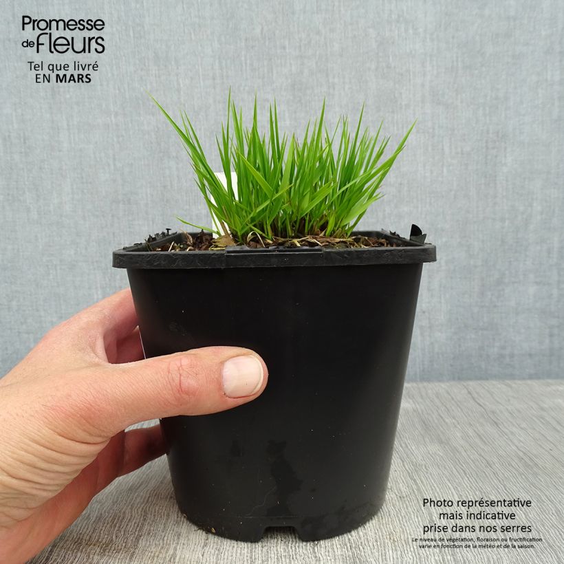 Spécimen de Molinia caerulea Heidezwerg - Molinie bleue à fleurs pourpre Pot de 2L/3L tel que livré au printemps