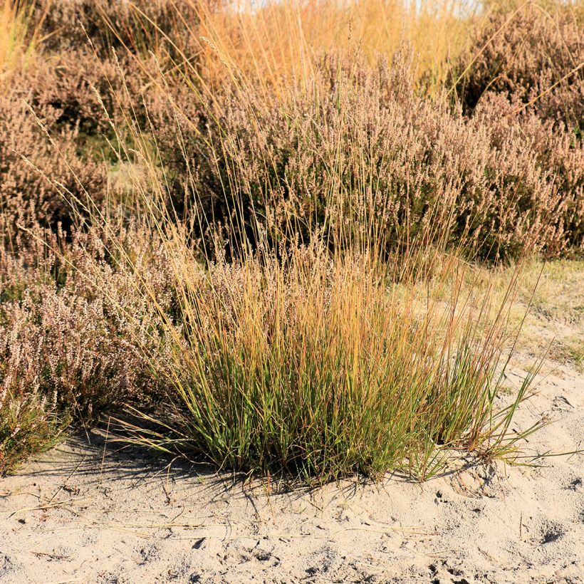 Molinia caerulea Moorflamme - Molinie bleue (Port)