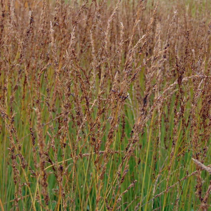 Molinia caerulea Moorhexe - Molinie bleue (Floraison)