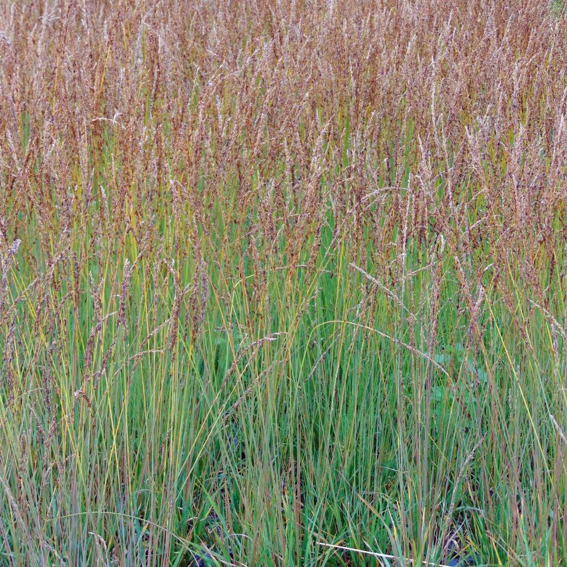 Molinia caerulea Moorhexe - Molinie bleue (Port)