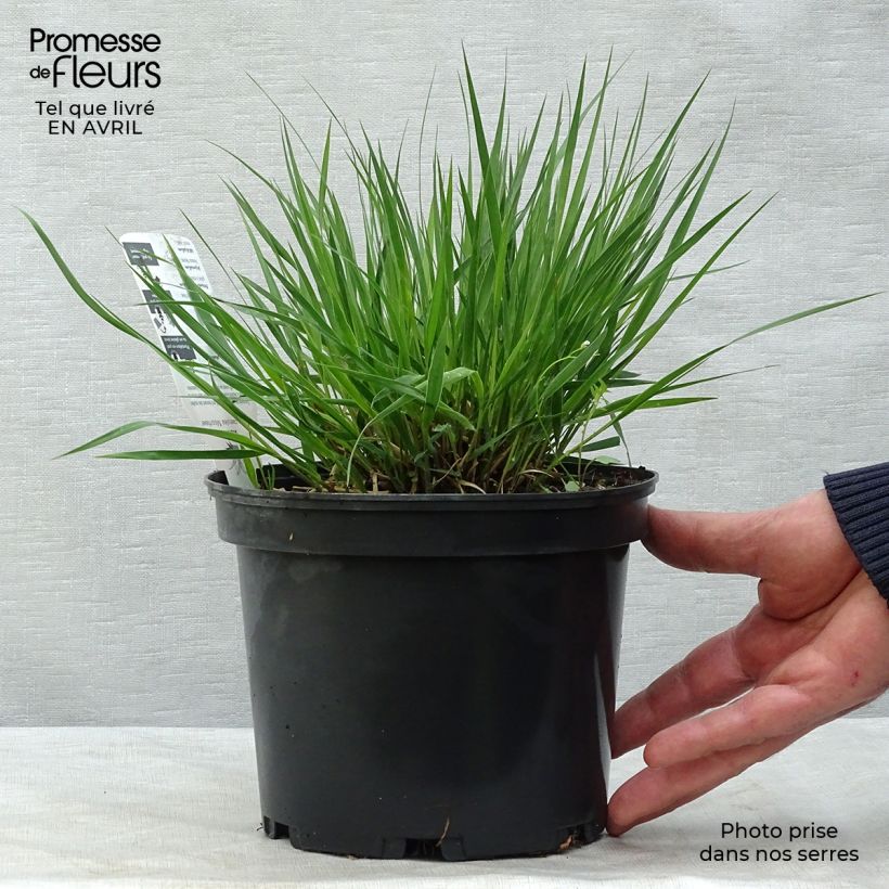 Spécimen de Molinia caerulea Moorhexe - Molinie bleue en pot de 2/3 litres tel que livré au printemps