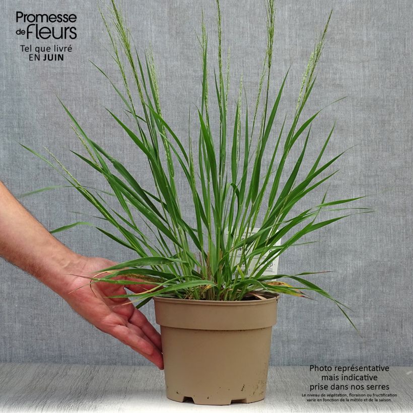 Spécimen de Molinia caerulea Moorhexe - Molinie bleue Pot de 2L/3L tel que livré en été