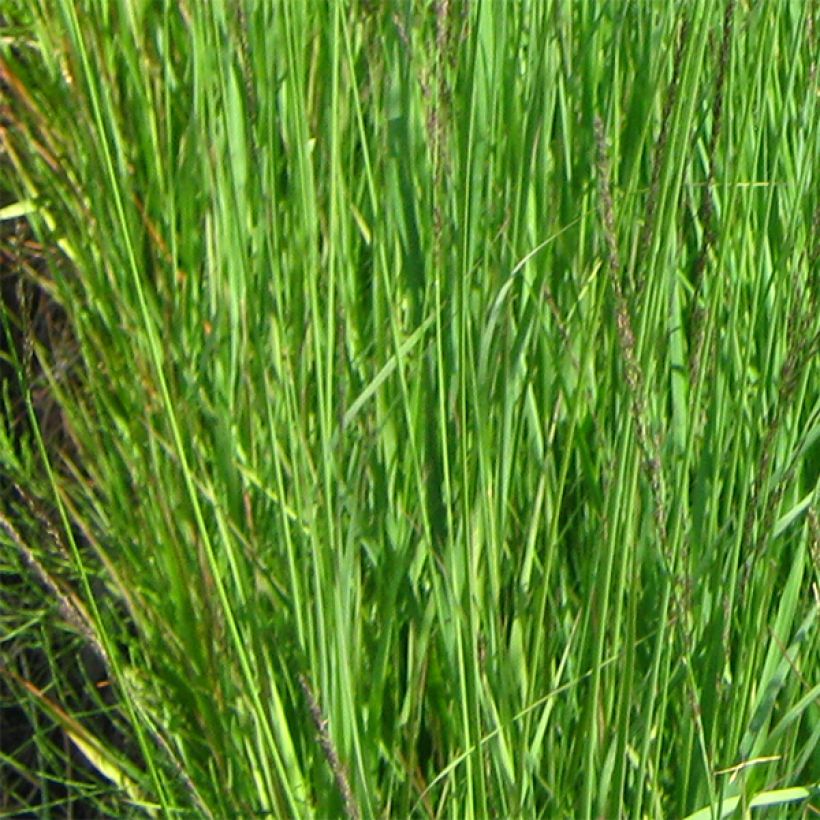 Molinia caerulea ssp arundinacea Fontäne (Feuillage)