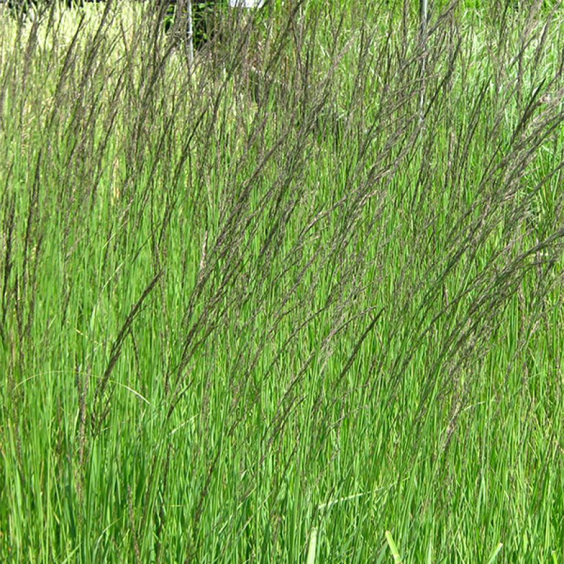 Molinia caerulea ssp arundinacea Fontäne (Floraison)