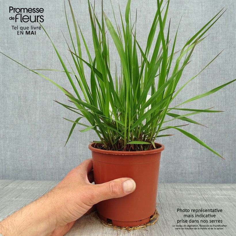 Spécimen de Molinia caerulea ssp arundinacea Fontäne pot de 1L/1.5L tel que livré au printemps