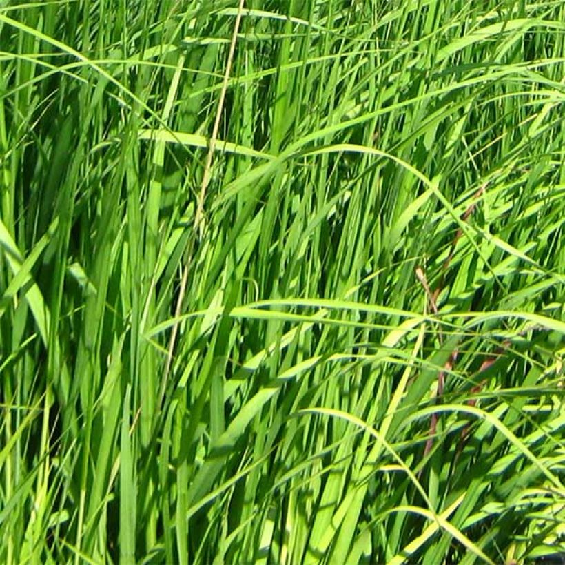 Molinia caerulea ssp arundinacea Skyracer (Feuillage)