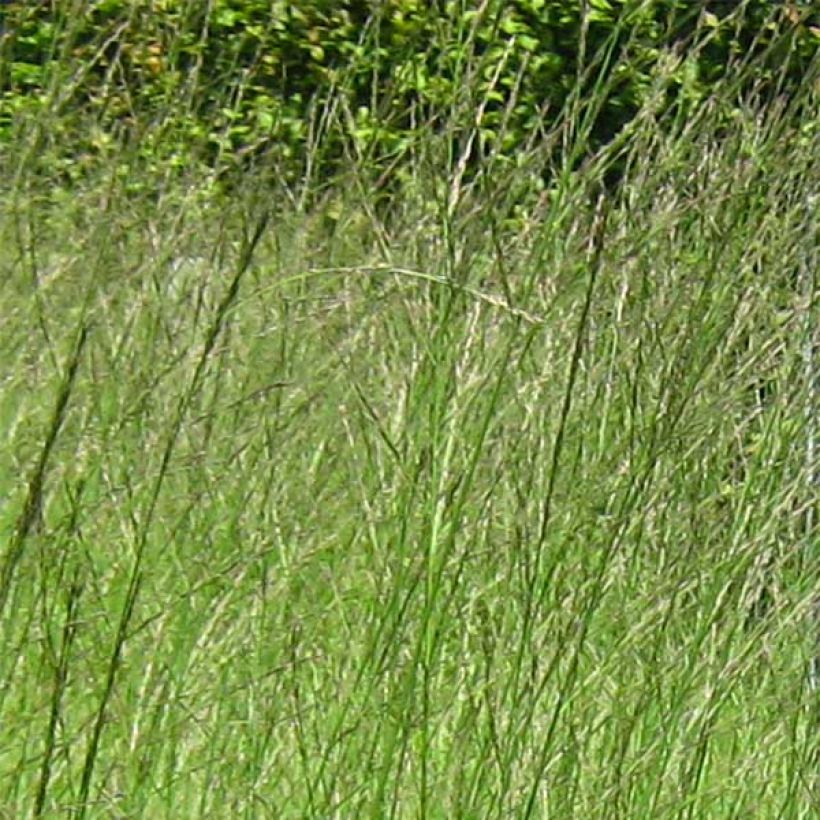 Molinia caerulea ssp arundinacea Skyracer (Floraison)