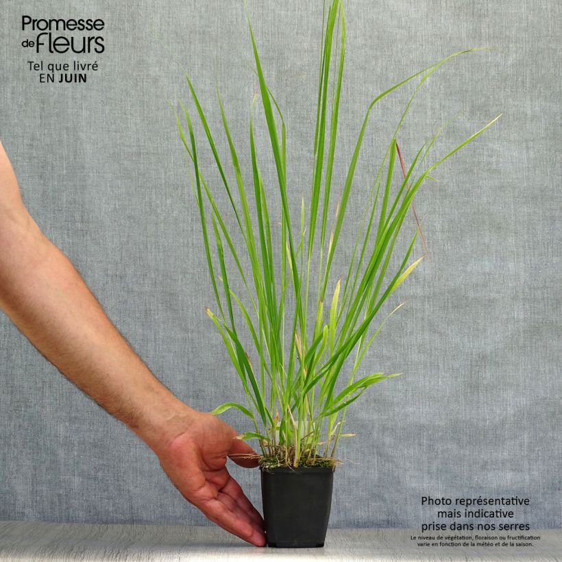 Spécimen de Molinia caerulea ssp arundinacea Skyracer Godet de 8/9 cm tel que livré en été