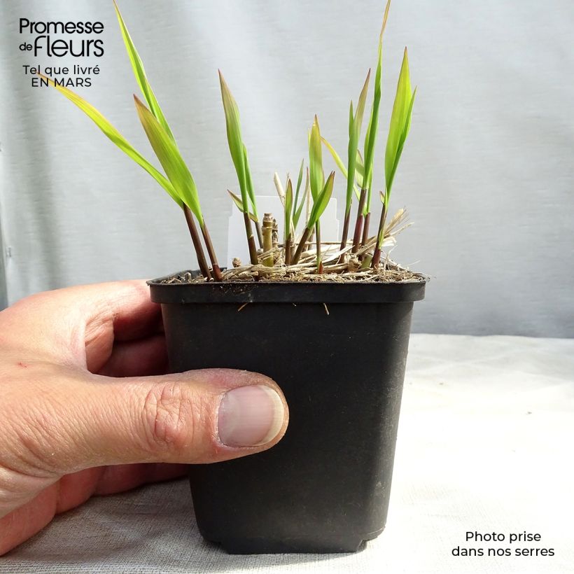 Spécimen de Molinia caerulea ssp arundinacea Skyracer en godet de 9 cm tel que livré au printemps