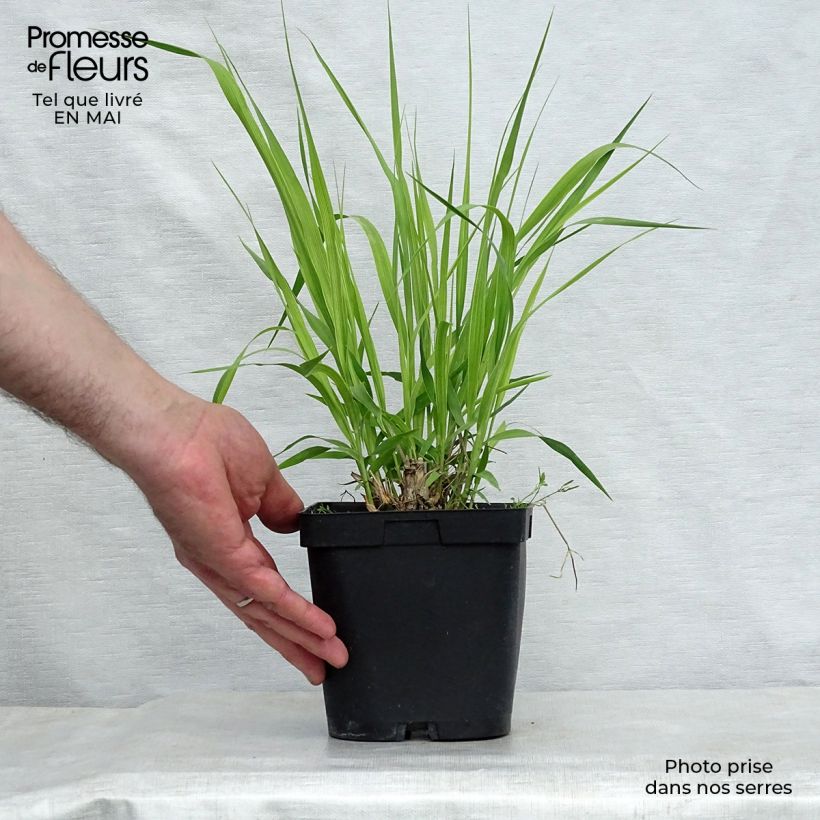 Spécimen de Molinia caerulea ssp arundinacea Skyracer en pot de 2/3 litres tel que livré au printemps