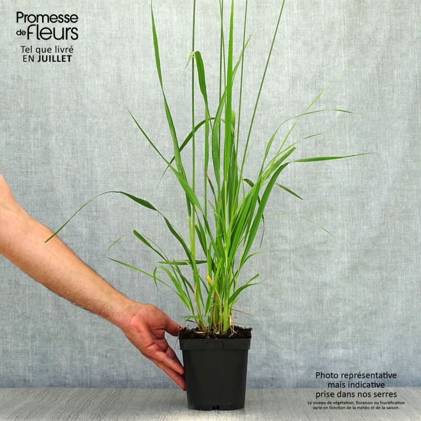 Spécimen de Molinia caerulea ssp arundinacea Skyracer Pot de 2L/3L tel que livré en été