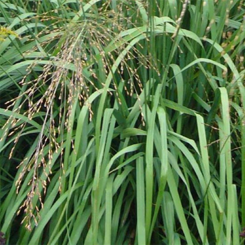 Molinia caerulea ssp arundinacea Transparent (Feuillage)