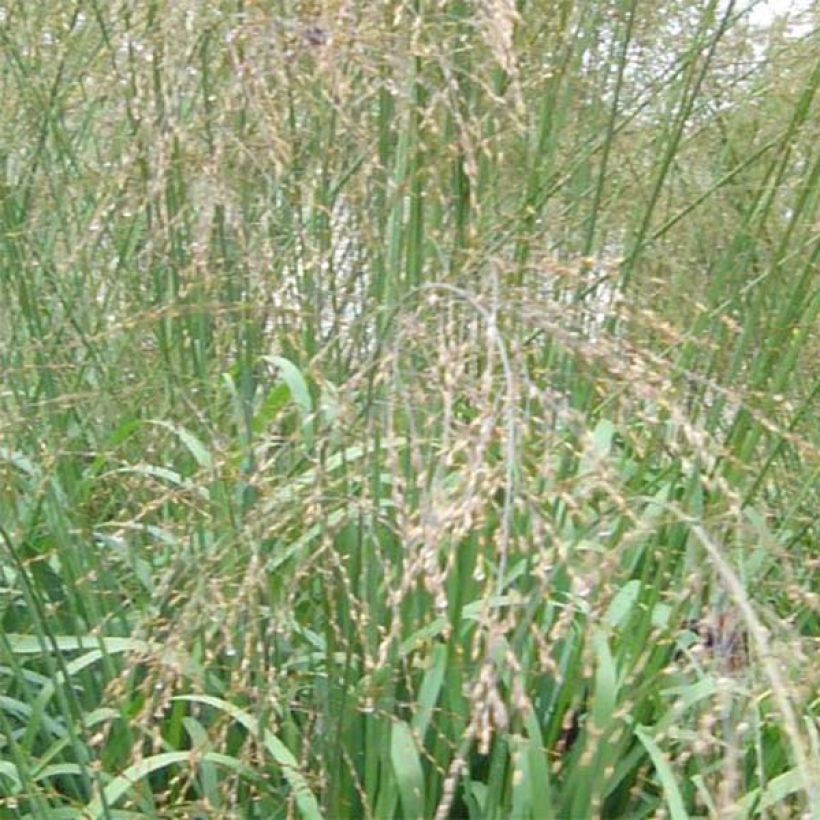 Molinia caerulea ssp arundinacea Transparent (Floraison)