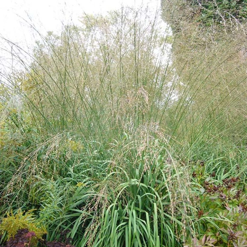 Molinia caerulea ssp arundinacea Transparent (Port)