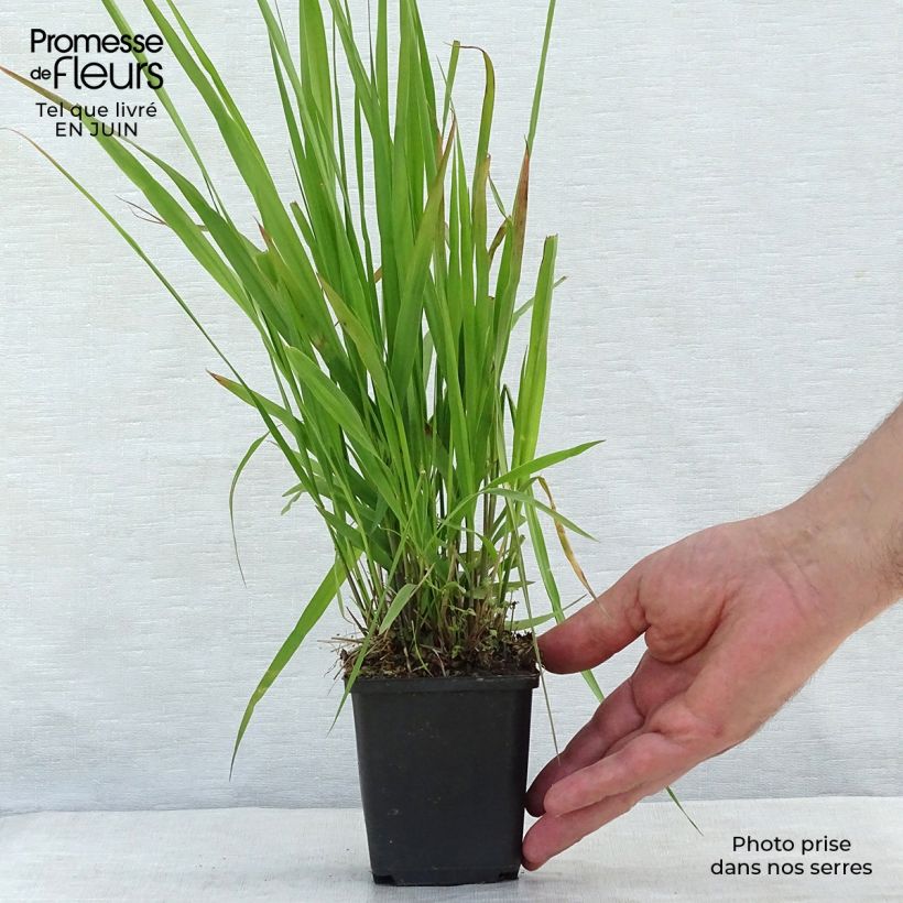 Spécimen de Molinia caerulea ssp arundinacea Transparent Godet de 8/9 cm tel que livré en été