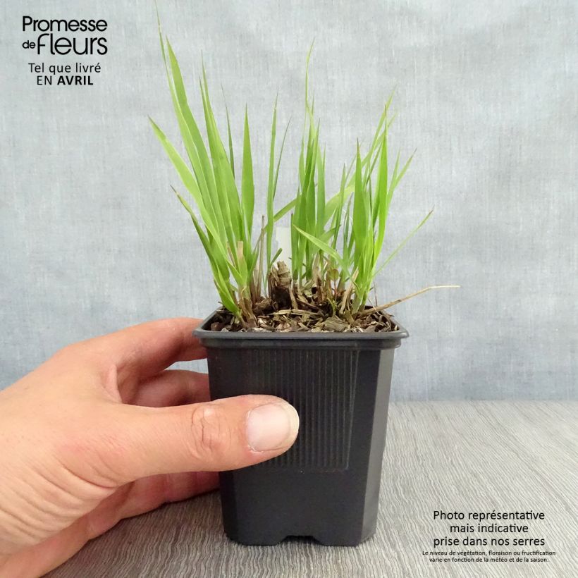 Spécimen de Molinia caerulea ssp arundinacea Transparent Godet de 8 cm tel que livré au printemps