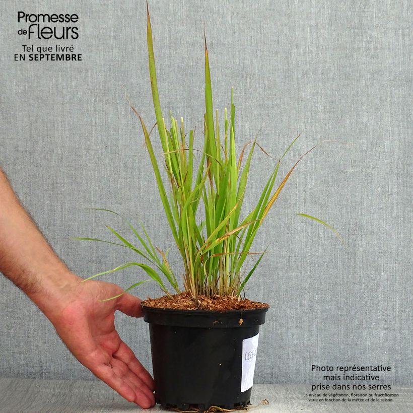 Spécimen de Molinia caerulea ssp arundinacea Transparent Pot de 2L/3L tel que livré en été