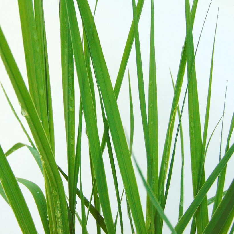 Molinia caerulea ssp caerulea Heidebraut - Molinie (Feuillage)