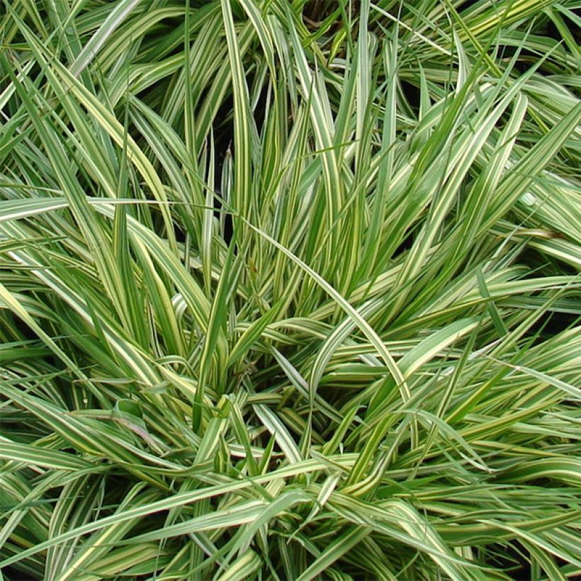 Molinia caerulea ssp caerulea Variegata - Molinie panachée (Feuillage)