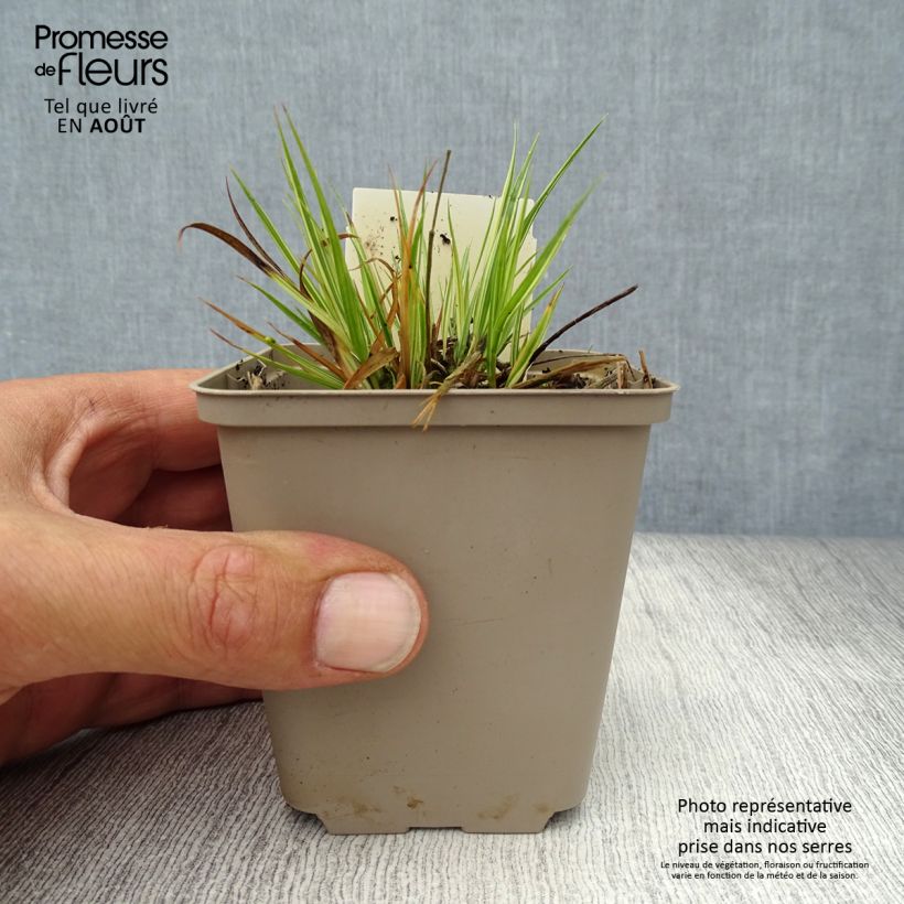Spécimen de Molinia caerulea ssp caerulea Variegata - Molinie panachée Godet de 8/9 cm tel que livré en été