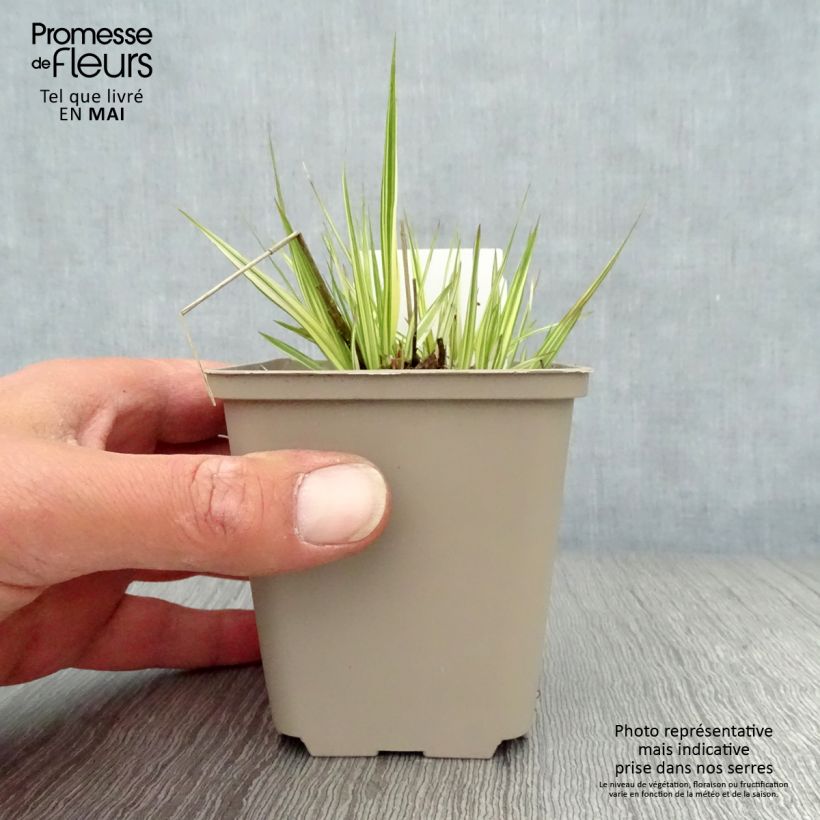 Spécimen de Molinia caerulea ssp caerulea Variegata - Molinie panachée godet de 9cm tel que livré au printemps