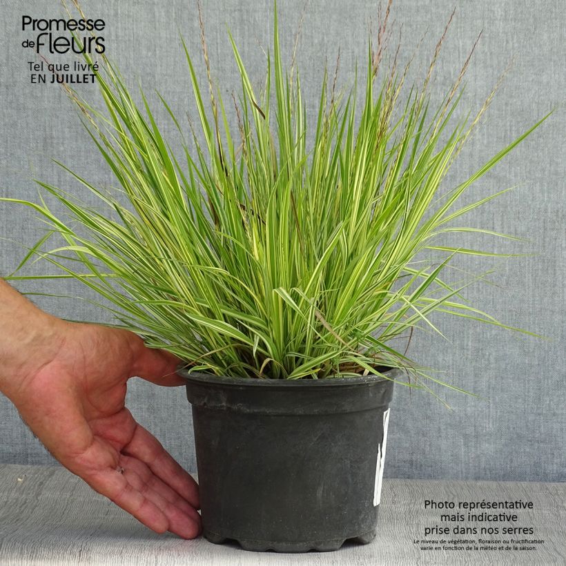Spécimen de Molinia caerulea ssp caerulea Variegata - Molinie panachée Pot de 2L/3L tel que livré en été