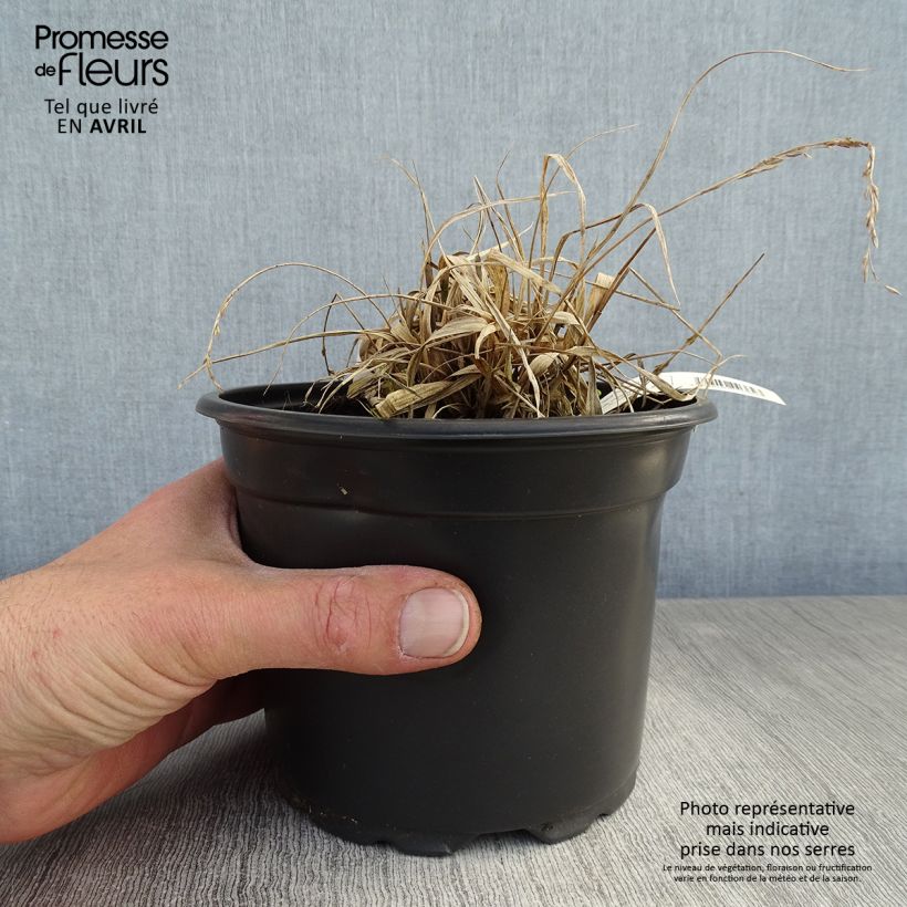 Spécimen de Molinia caerulea ssp caerulea Variegata - Molinie panachée pot de 2L tel que livré au printemps