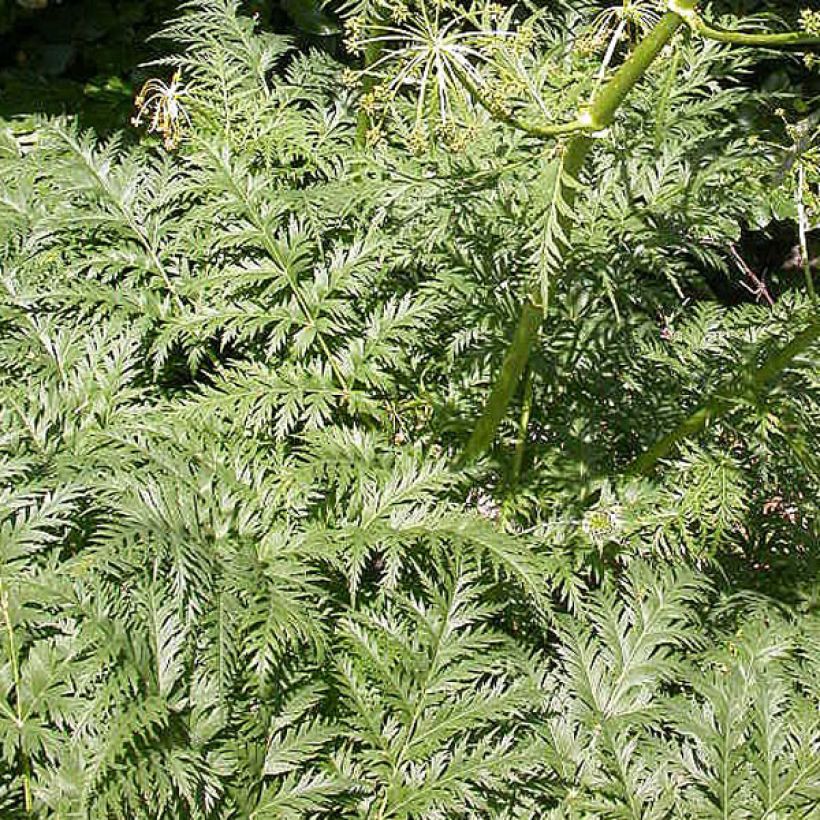 Molopospermum peloponnesiacum (Feuillage)