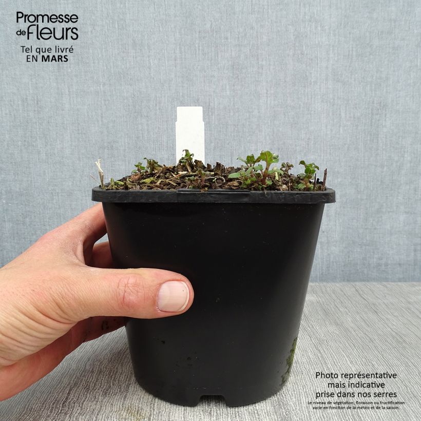 Spécimen de Monarda Bee True - Monarde Pot de 2L/3L tel que livré au printemps