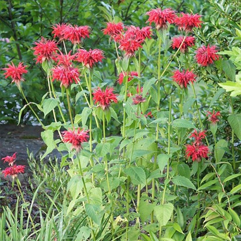 Monarde Cambridge Scarlet -Thé d'Oswego Cambridge Scarlet - Monarda Bergamote  (Port)