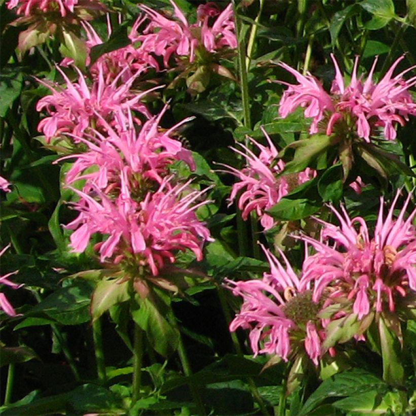 Monarde Croftway Pink - Bergamote rose clair (Floraison)