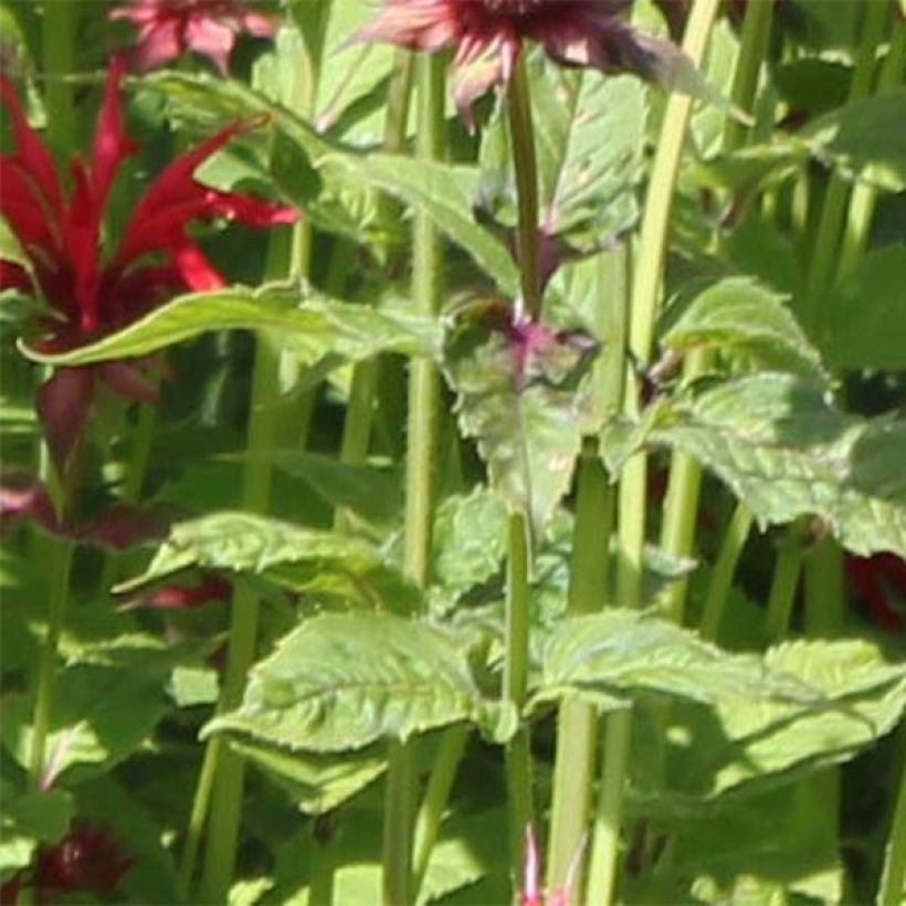 Monarda Gardenview Scarlet - Bergamote écarlate (Feuillage)