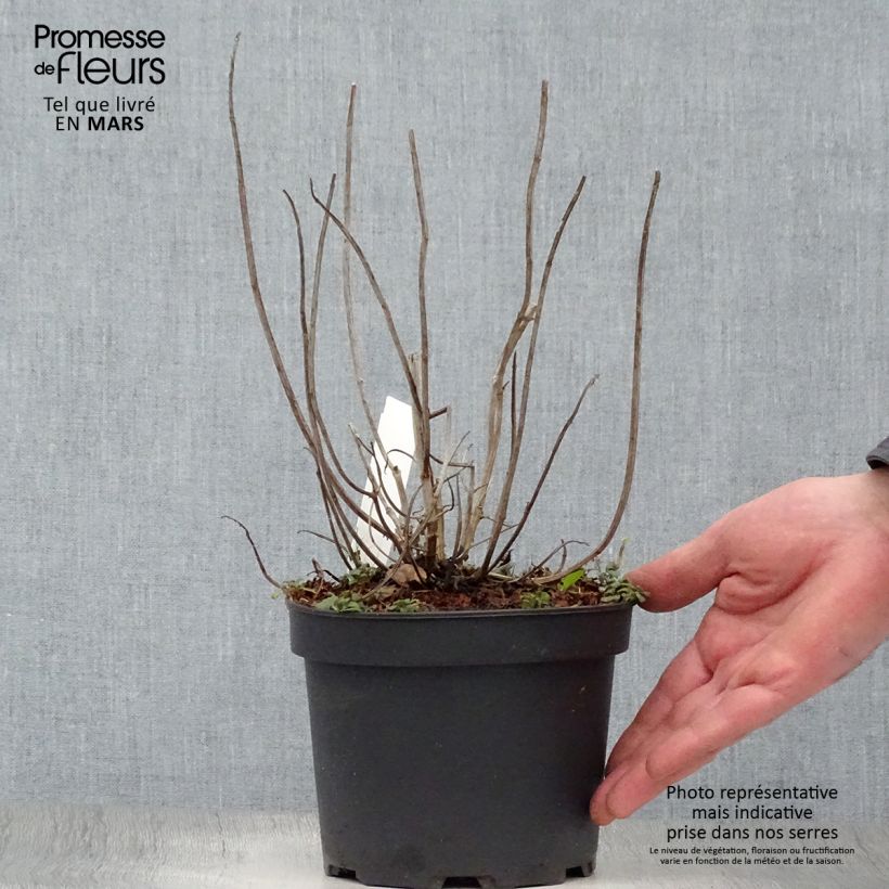 Spécimen de Monarda Gardenview Scarlet - Bergamote écarlate en pot de 2L/3L tel que livré au printemps