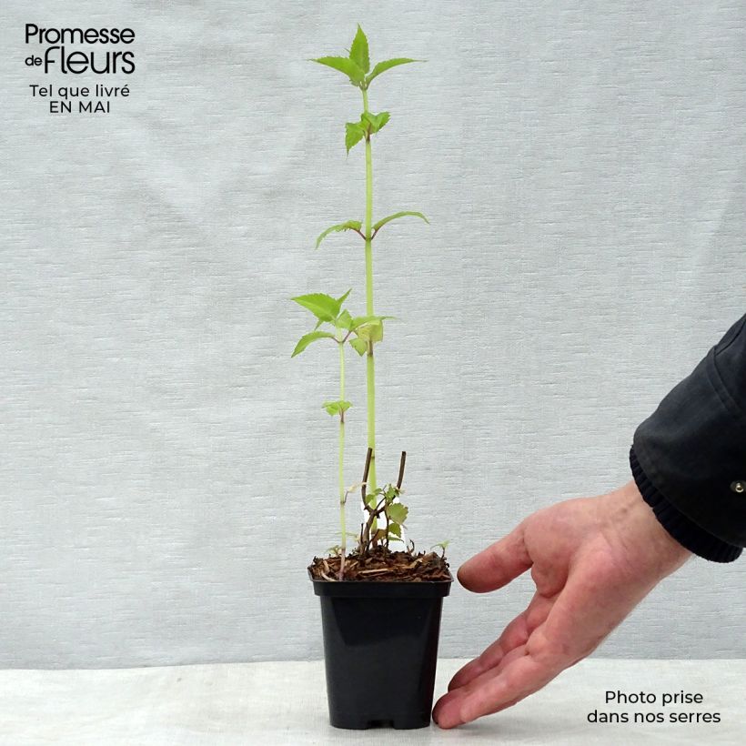 Spécimen de Monarda Gardenview Scarlet - Bergamote écarlate en godet de 9 cm tel que livré au printemps