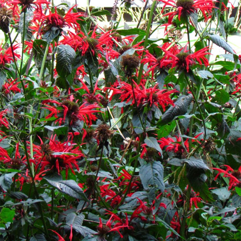 Monarde Jacob Cline - Bergamote rouge (Floraison)