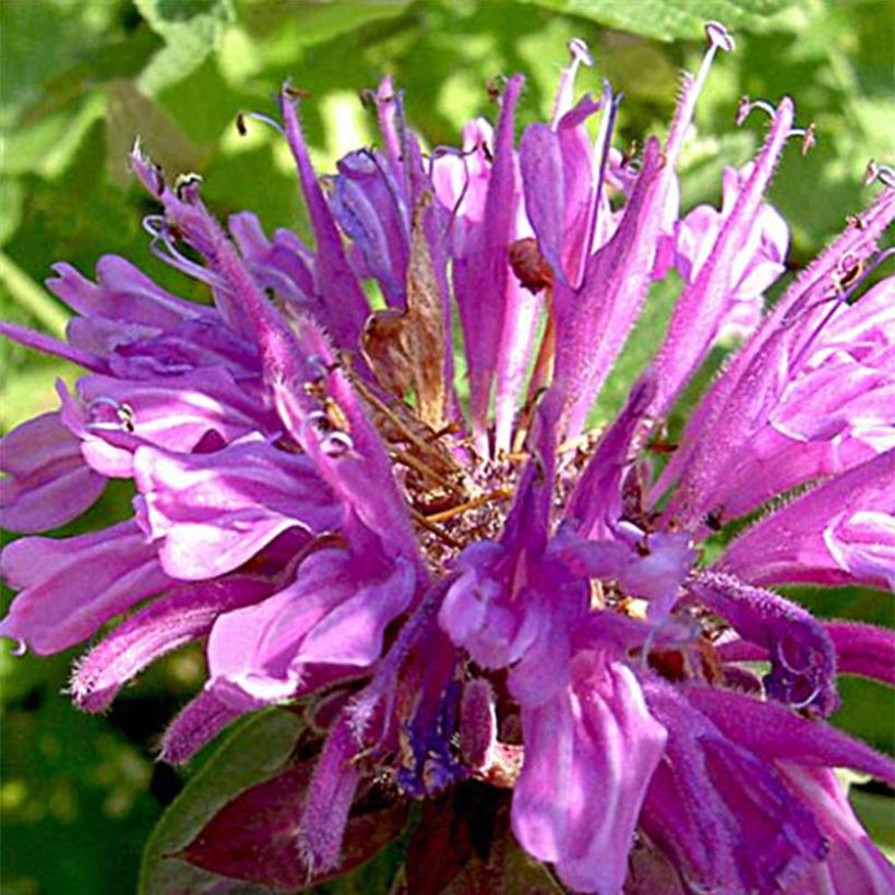 Monarda fistulosa Tetraploid - Bergamote rose (Floraison)