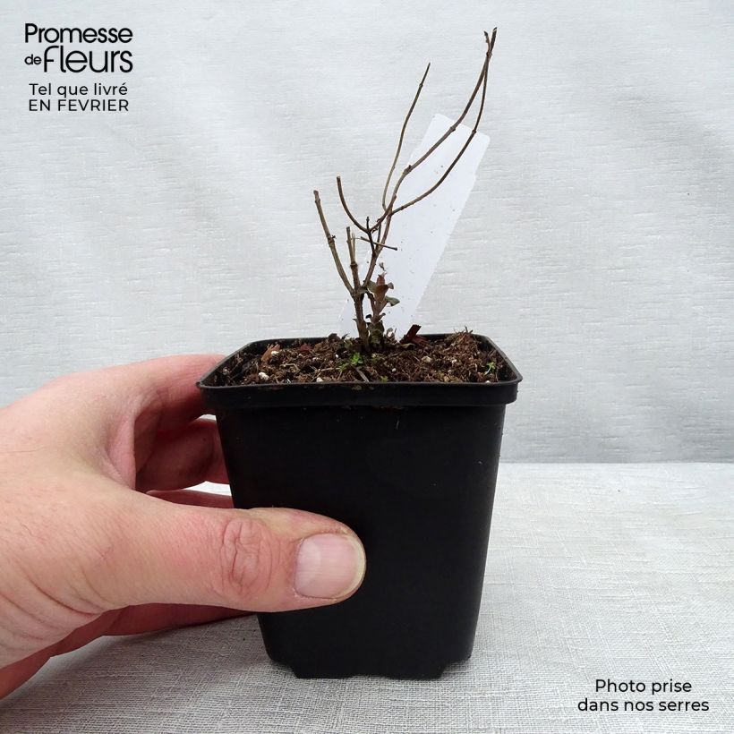 Spécimen de Monarda fistulosa Tetraploid - Bergamote rose tel que livré en hiver