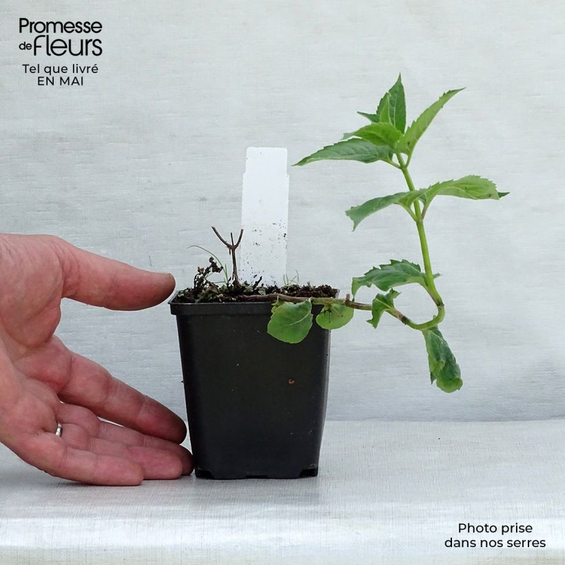 Spécimen de Monarda fistulosa Tetraploid - Bergamote rose Godet de 9cm tel que livré au printemps