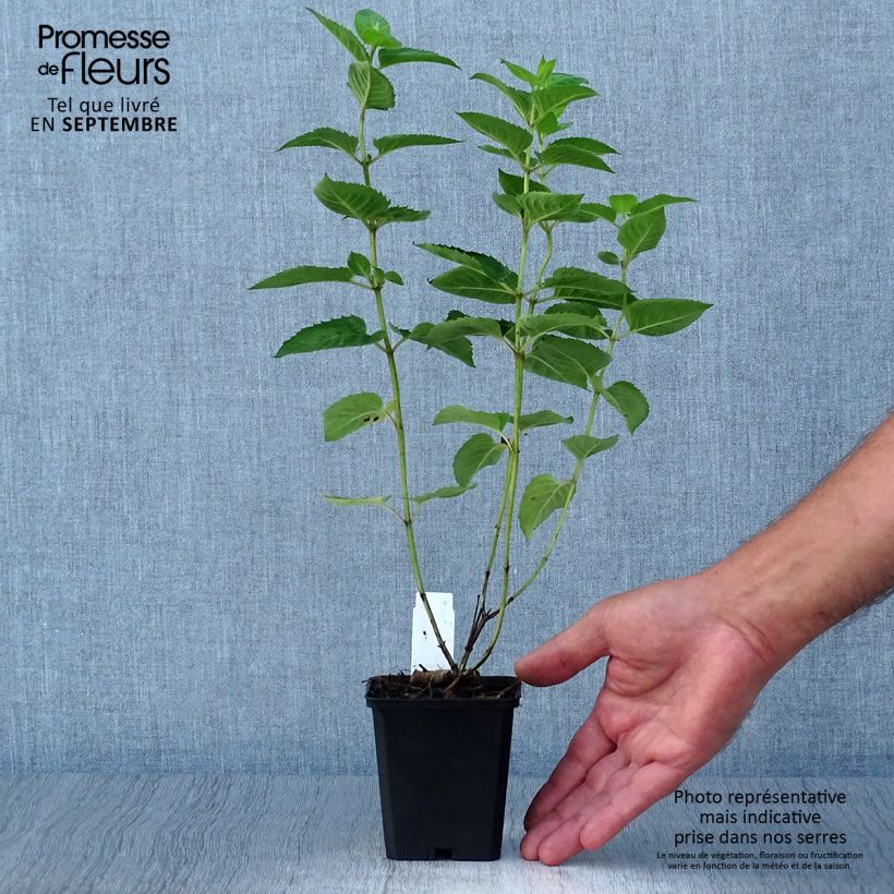 Spécimen de Monarda fistulosa Tetraploid - Bergamote rose Godet de 8/9 cm tel que livré en automne