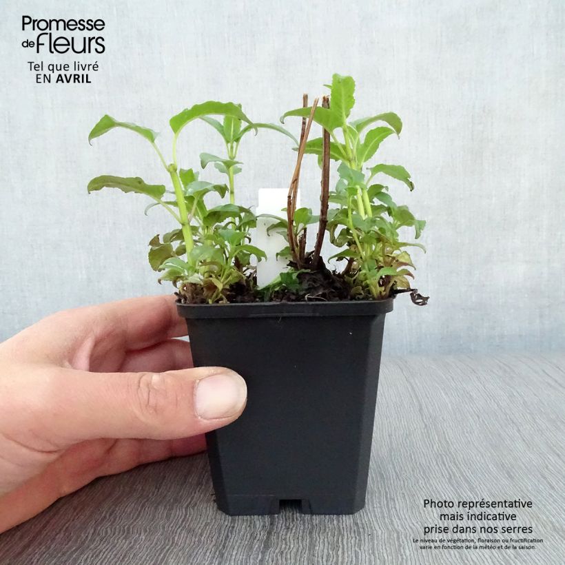 Spécimen de Monarde Beauty of Cobham - Bergamote rose Godet de 9cm tel que livré au printemps