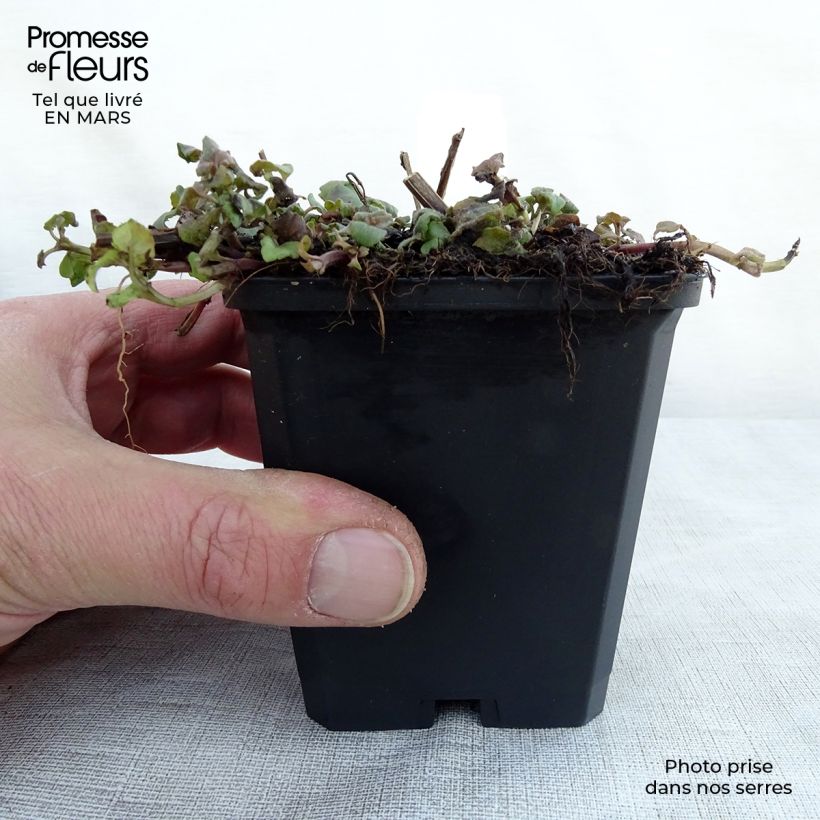 Spécimen de Monarde Cambridge Scarlet -Thé d'Oswego Cambridge Scarlet - Monarda Bergamote  Godet de 9cm tel que livré au printemps