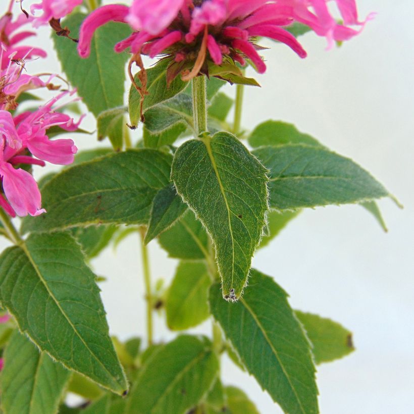 Monarde Cranberry Lace - Bergamote rose pourpré (Feuillage)