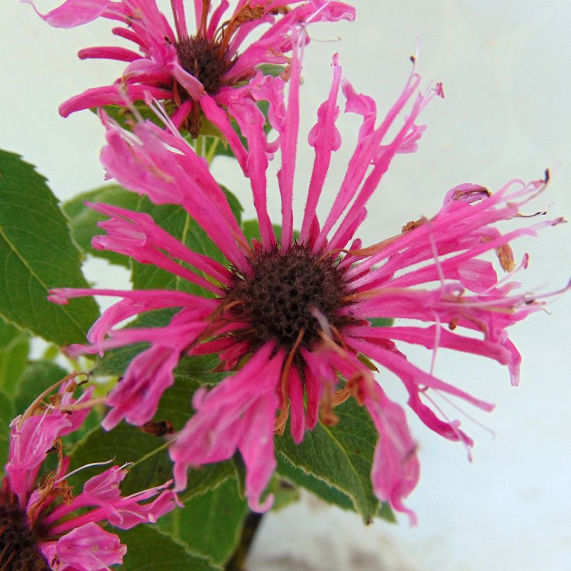 Monarde Cranberry Lace - Bergamote rose pourpré (Floraison)