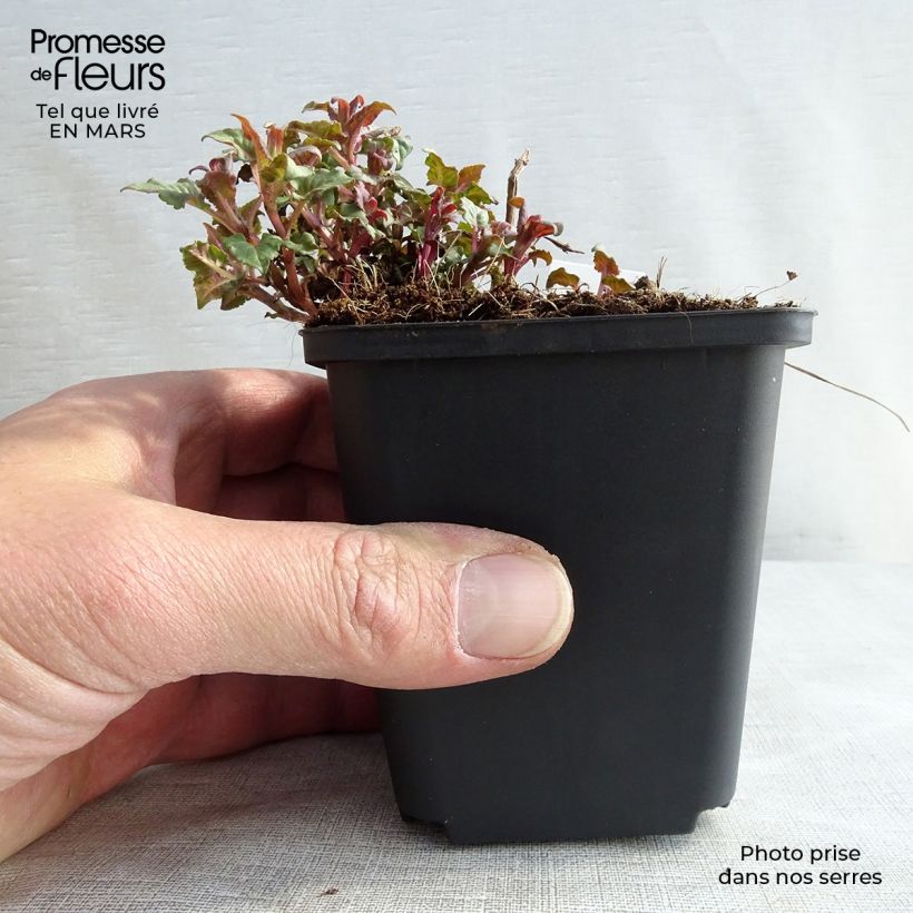 Spécimen de Monarde Croftway Pink - Bergamote rose clair Godet de 9cm tel que livré au printemps